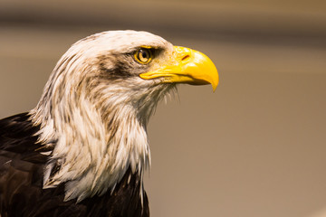 Bald Eagle at air show, Bavaria, Germany