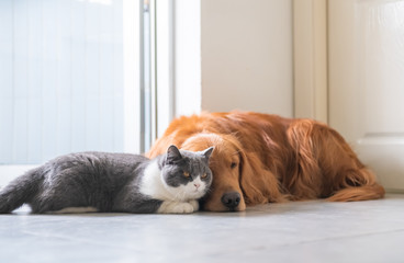 Golden Retriever dog and British short-haired cat