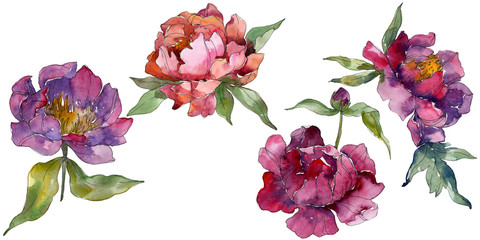 Purple peony floral botanical flower. Watercolor background illustration set. Isolated peonies illustration element.