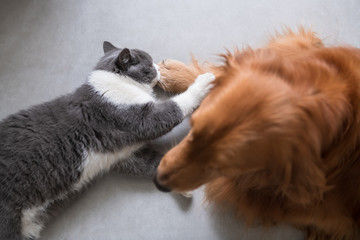 Golden Retriever dog and British short-haired cat