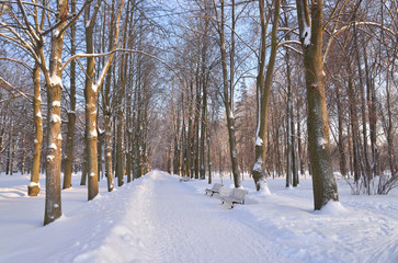 Park alley at winter.