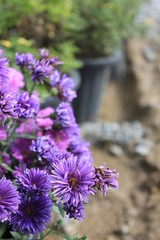 Obraz premium chrysanthemum flowers in the garden