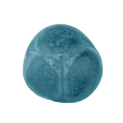 blue juniper berry isolated on white background