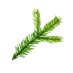 branch of silver fir isolated on white background