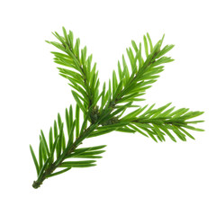 branch of silver fir isolated on white background