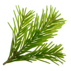 branch of silver fir isolated on white background
