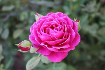 pink rose