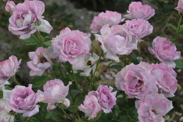 Fototapeta na wymiar pink roses in the garden