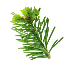 branch of silver fir isolated on white background