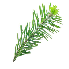 branch of silver fir isolated on white background