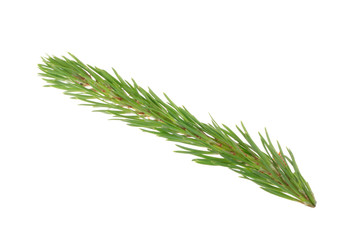 branch of pine isolated on white background