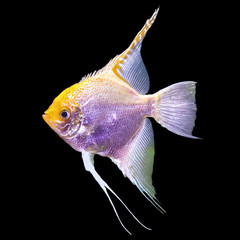 Tropical striped freshwater fish in an aquarium. Isolated photo on black  background. Such fish like to draw children, artists and website designers.