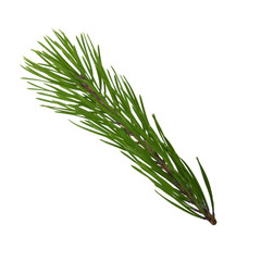 branch of pine isolated on white background