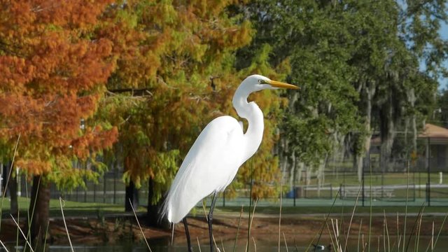 Bird taking flight