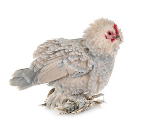 Dutch Booted Bantam