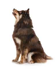 Finnish Lapphund in studio