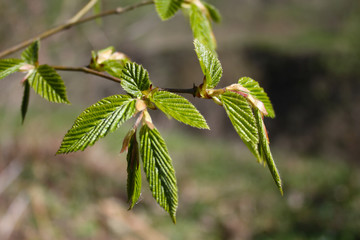 branch with green leaves