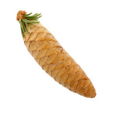 cone of fir isolated on white background