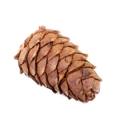 cedar cone isolated on white background