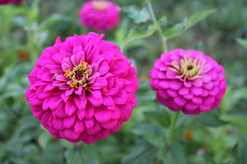 double pink flowers