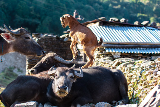 Simpatica 이미지 – 찾아보기 1,761 스톡 사진, 벡터 및 비디오 | Adobe Stock