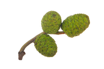 cones of alder isolated on white background