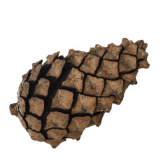 cone of pine isolated on white background