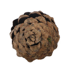 cone of pine isolated on white background
