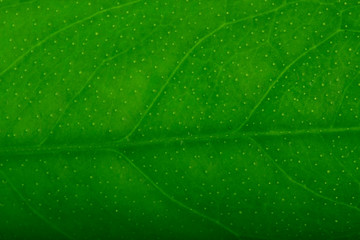fresh green leaf of lemon background