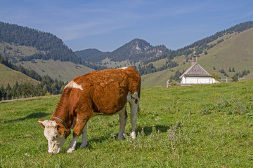 Fototapeta na wymiar Kuh auf dem oberen Sudelfeld