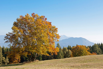 Goldener Oktober im Monte Bondonegebirge