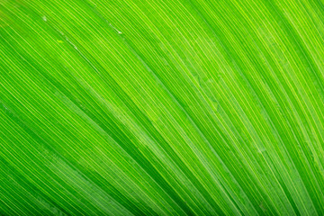 Obraz premium fresh green leaf background