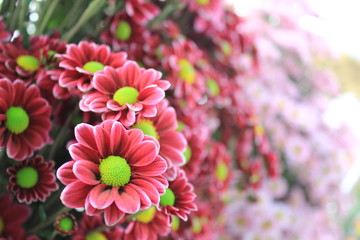 chrysanthemum flowers in garden