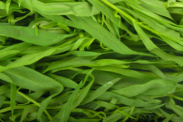  fresh green estragon background