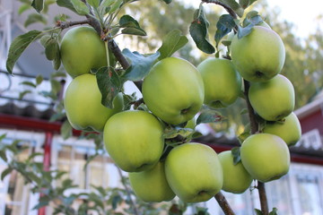 green apples on the tree