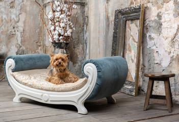 Little dog in interior