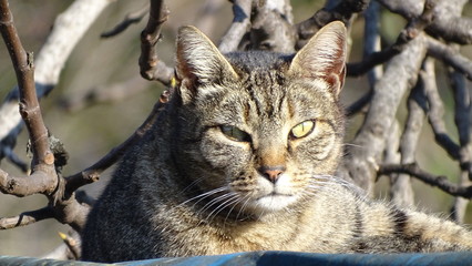 SGUARDO DI GATTO