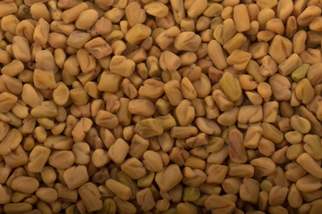 fresh yellow fenugreek background