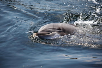 Obraz premium Dauphin en liberté
