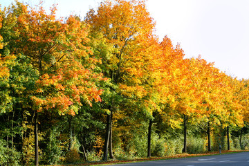 Naklejka premium Herbst in Deutschland Strasse