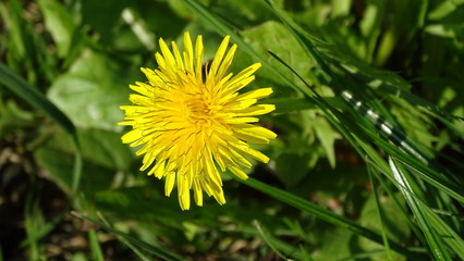 Fiore di campo