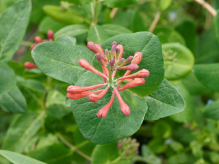 Le Chèvrefeuille vert - Lonicera sempervirens - un arbuste d'ornement toujours vert appelé...