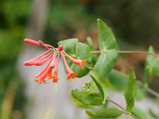 Le Chèvrefeuille vert - Lonicera sempervirens - un arbuste d'ornement toujours vert appelé...