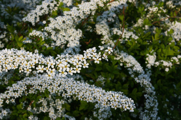 Spiraea Prunifolia Var. Simpliciflora 02