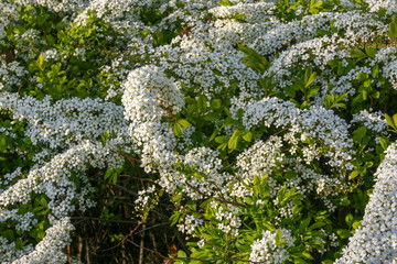 Spiraea Prunifolia Var. Simpliciflora 01