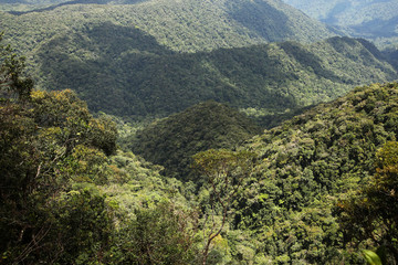 Virgin forest Mount Brinchang in Cameron Highlands