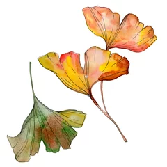 Fotobehang Green yellow ginkgo biloba leaf. Watercolor background illustration set. Isolated ginkgo illustration element. © LIGHTFIELD STUDIOS