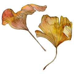 Green yellow ginkgo biloba leaf. Watercolor background illustration set. Isolated ginkgo...