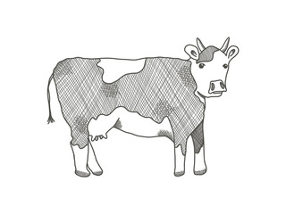 Black outline cow on white background. Cute sketchy hand drawn cows illustration with blobs and horns, freehand line art style