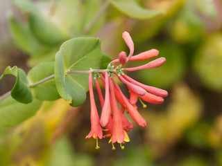 Le Chèvrefeuille vert - Lonicera sempervirens - un arbuste d'ornement toujours vert appelé...